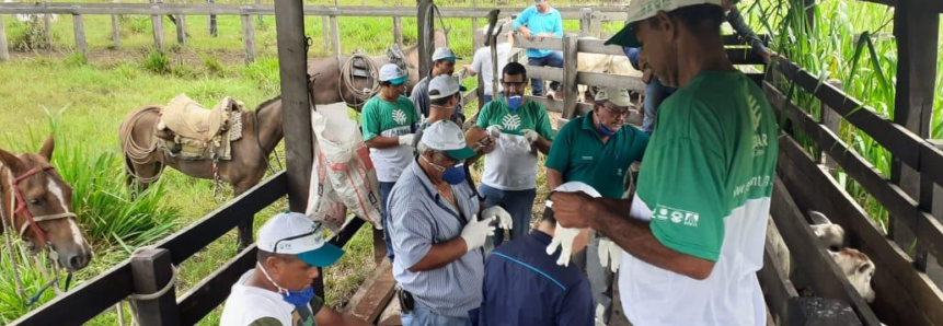 Nova Bandeirantes tem capacitações votadas para a pecuária