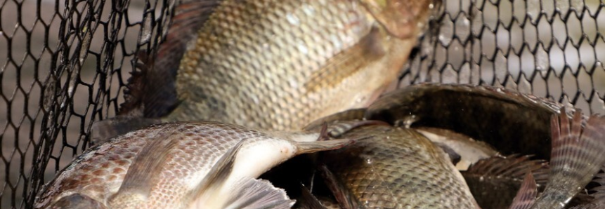 Peixe na merenda escolar gera otimismo na aquicultura do Paraná