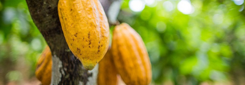 Dia do Cacau - A fruta por trás do chocolate