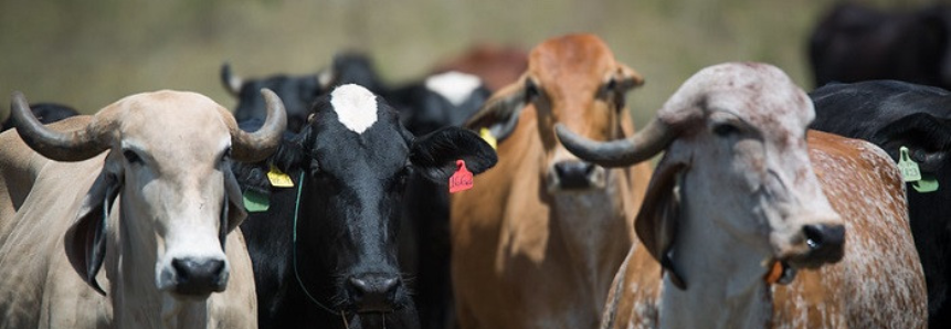 CNA e Federações discutem inversão do calendário da vacina contra febre aftosa