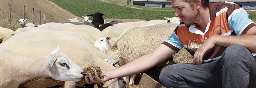 Ovinocultura ajuda produtores a diversificarem renda