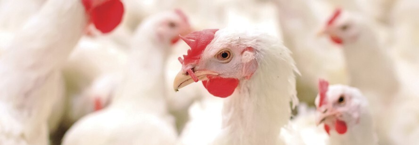 Senar-PR oferece novos cursos na área de avicultura