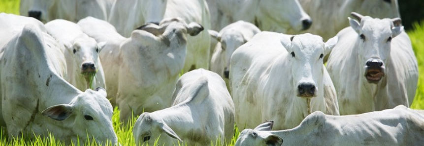 Ministério da Agricultura inverte vacinação contra febre aftosa em 2022