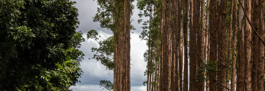 Com atuação da CNA, governo sanciona lei que beneficia silvicultura