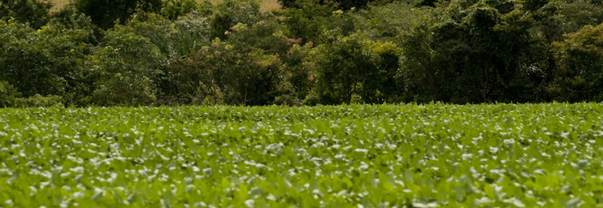 Famato apoia aprovação do PL nº 6299/02 que moderniza os defensivos agrícolas