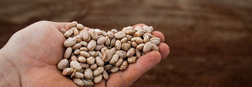 Benefícios no cultivo do feijão está na mesa, na nutrição do solo e no meio ambiente