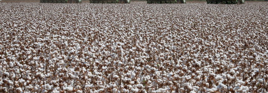 CNA pede urgência na suplementação de orçamento para garantir contratação de crédito rural