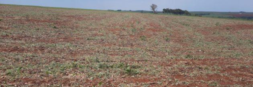 Perdas na safra de verão preocupam entidades do agro