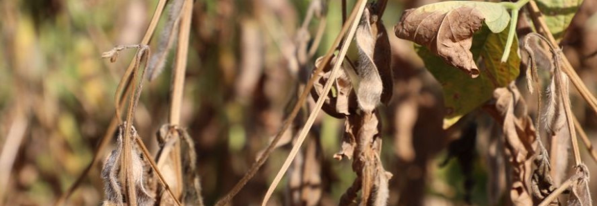 Entidades do agro do Paraná pedem ações ao Mapa para minimizar perdas pela seca