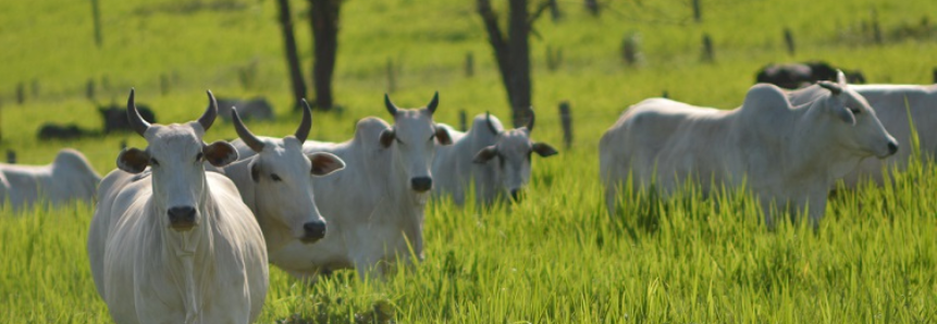 Gerenciamento profissional na pecuária de corte aumenta produção de carne