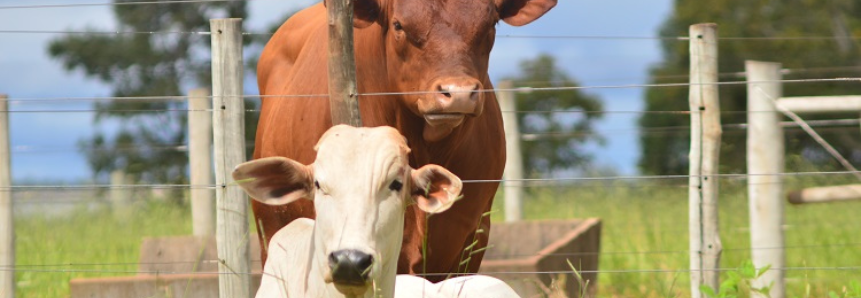 Preço médio da arroba do boi em Mato Grosso do Sul valorizou cerca de 40% em 2021