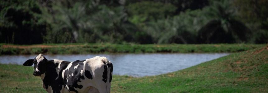 Senar lança cartilhas de piscicultura e agroindústria de leite