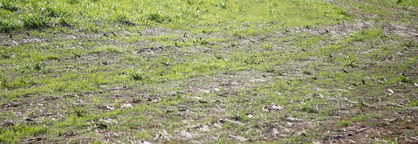 Senar avança no Projeto FIP Paisagens Rurais em meio a pandemia