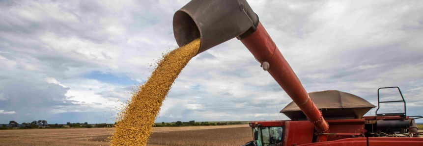 Webinar debate cenário de oferta e demanda do mercado do milho e da soja