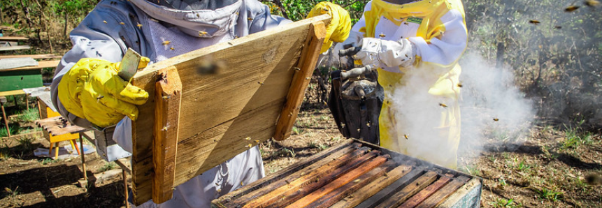 Senar discute técnicas de produção na apicultura e mercado do mel brasileiro