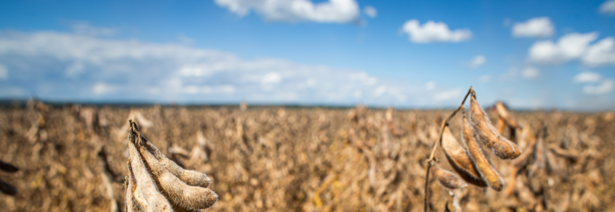 Maranhão Recebe Abertura Nacional do Plantio da Soja 2024/2025 com Foco na Expansão e Sustentabilidade do Agro