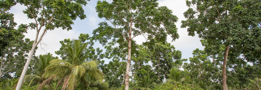 CNA debate utilização da Cédula de Produto Verde pelos produtores rurais