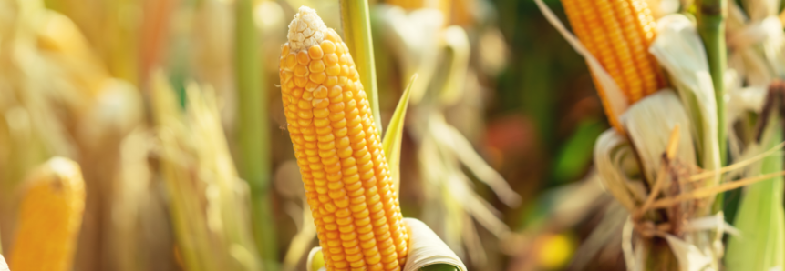 Senar Goiás lança cursos de nutrição do solo em momento estratégico para o plantio de milho