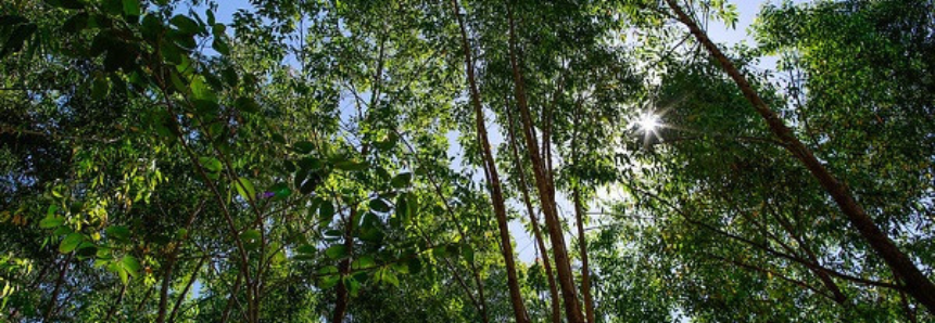 CNA encerra participação na COP-26 com debates sobre a sustentabilidade do agro brasileiro