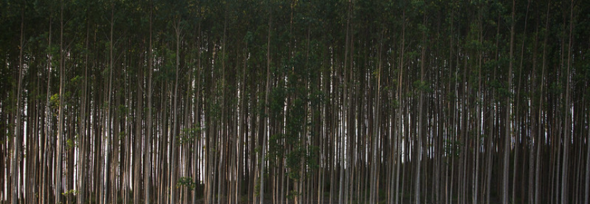 Sistema CNA/Senar discute integração lavoura-pecuária-floresta em pequenas propriedades