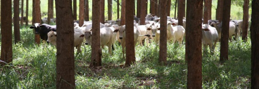 Documento traz estudo sobre emissão e remoção de GEE na agropecuária