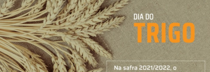 Dia do Trigo – Cereal é o segundo mais produzido no mundo