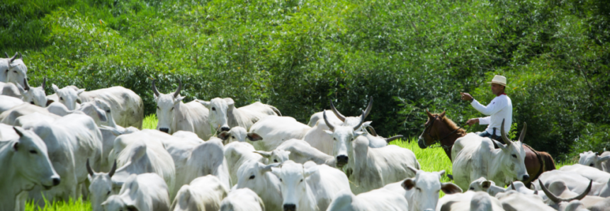 ​Em atendimento a pleito da Faea e do Sindicato Rural de Boca do Acre, ADAF concede emissão de GTA para rebanho destinado a abate