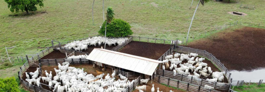 Atenção produtor rural! Prazo de declaração de estoque de rebanhos encerra no dia 10 de dezembro