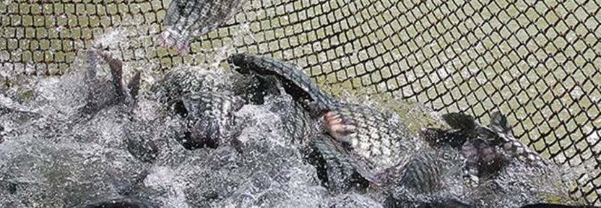 Comissão de Aquicultura do Sistema FAEP discute energia e sanidade