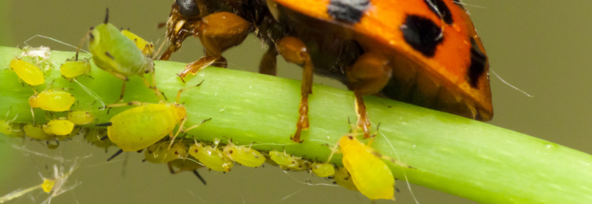 CT de Hortifruticultura debate produção de bioinsumos nas propriedades