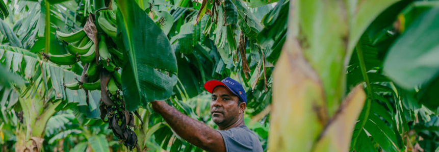 Produtor de bananas melhora gestão e aumenta produtividade com apoio do Senar-MT