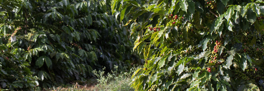 CNA debate ações para mitigar danos por geadas e granizo nos cafezais