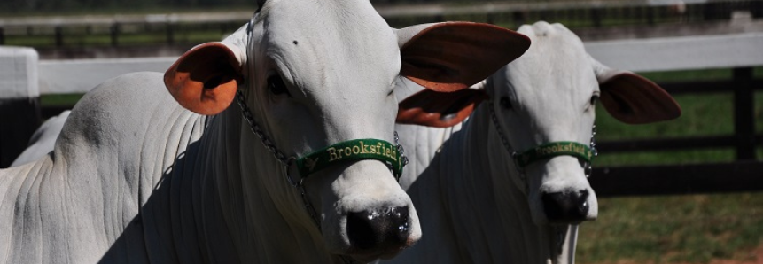 Bovinocultura de Corte: Gestão e estratégia são essenciais para aumento da produtividade