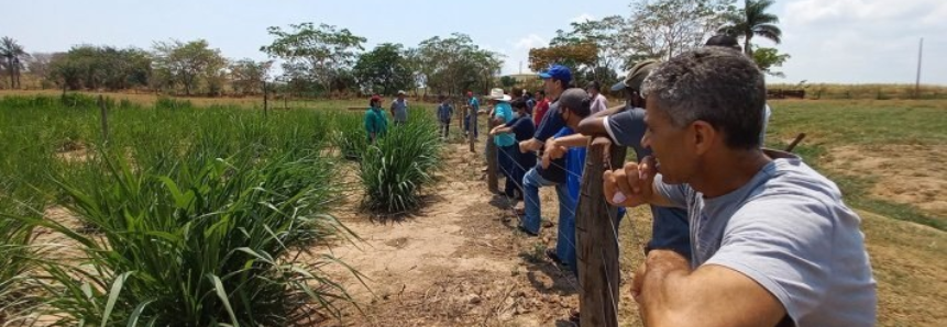 Senar-MT e Sindicato Rural promovem primeiro encontro de produtores de gado de leite