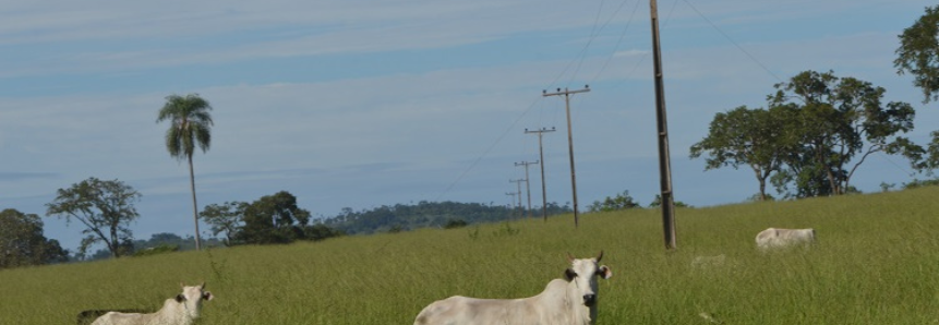 Produtores de MS beneficiados pela tarifa rural de energia devem atualizar cadastro até 30 novembro