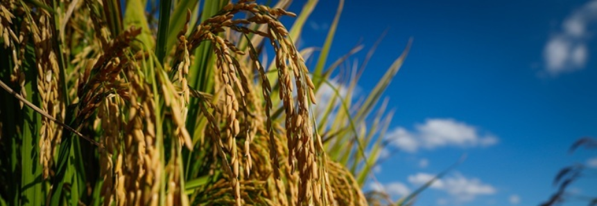 CNA debate custos de produção e perspectivas na Câmara Setorial do Arroz