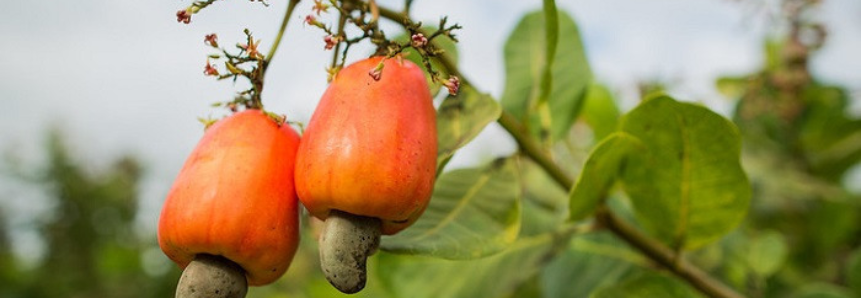 Curso de beneficiamento do Senar garante renda extra a produtores de caju do RN