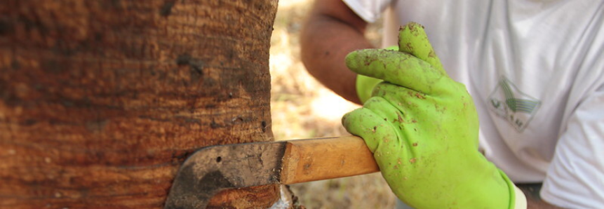 Preço de referência de importação da borracha natural registra queda de 4,62% em fevereiro