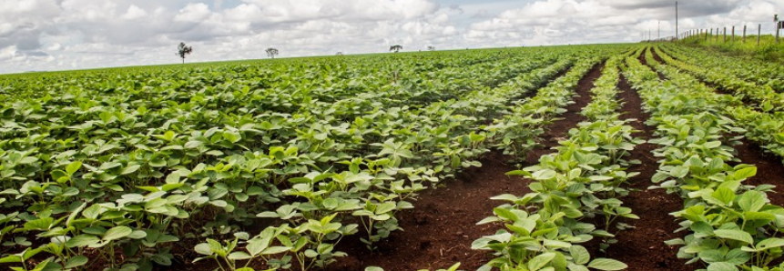 Perfeita distribuição de sementes é prática eficiente na obtenção de bons resultados na agricultura