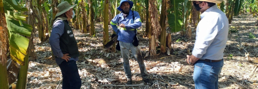 Produtores de banana recebem Assistência Técnica e Gerencial do Senar/PE