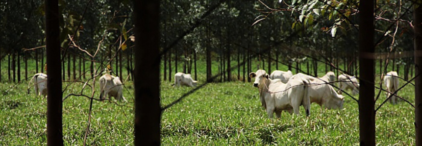 Carbono Neutro traz reflexos positivos ‘de ponta a ponta’ na produção agropecuária