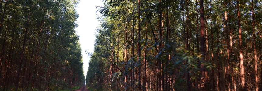 Carbono Neutro traz reflexos positivos ‘de ponta a ponta’ na produção agropecuária