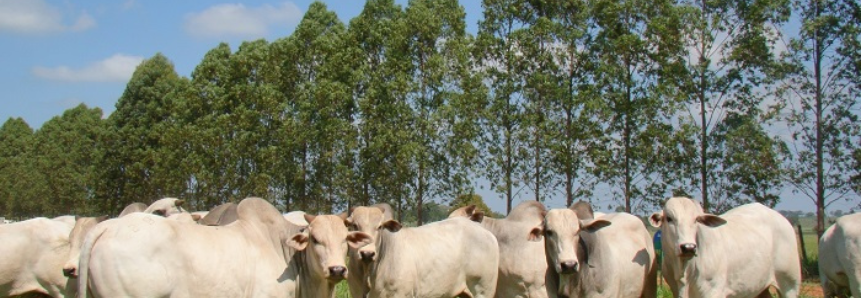 Em 11 anos, agro de MS injetou R$ 12 bilhões de investimentos com conversões de áreas de pastagens em áreas agrícolas