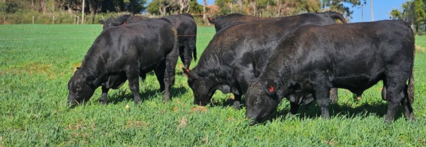 Atenção pecuarista: confira o 7º resultado parcial dos Leilões em SC