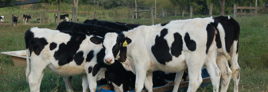 Campo Futuro levanta custos de produção em quatro estados