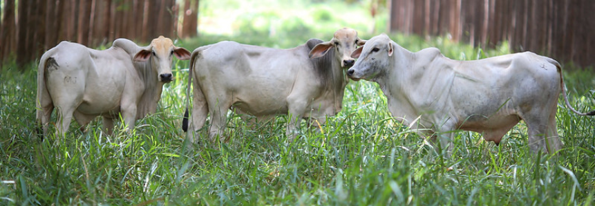 Fazenda em Mato Grosso do Sul é a primeira a receber certificado carne carbono neutro