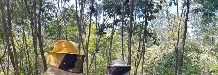 Mel de Buriti Bravo: Tradição, qualidade e desenvolvimento sustentável