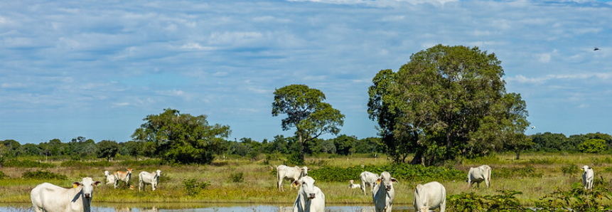 STF analisará nova lei do Pantanal com participação da Famato
