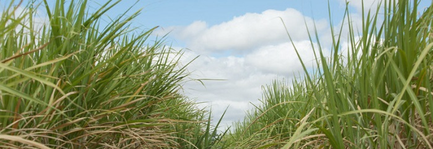 CNA levanta custos de produção da agropecuária em oito estados