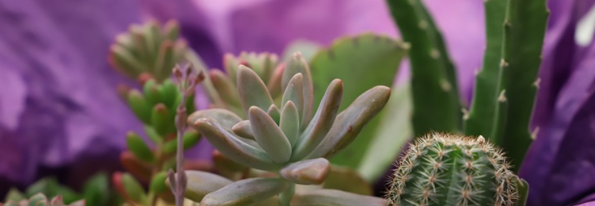 Curso gratuito do Senar/MS ensina como cultivar corretamente cactos, suculentas e rosas do deserto